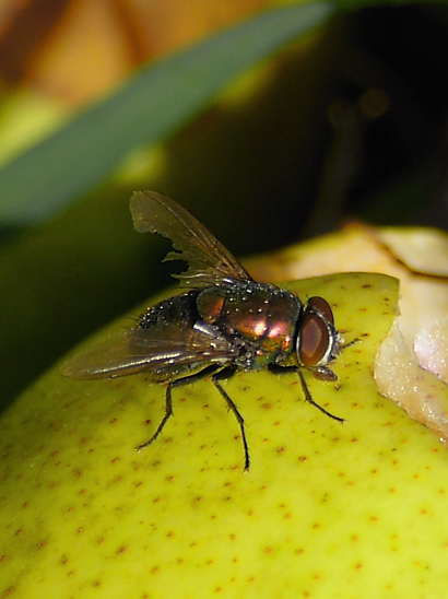 image-10791611-UnbekFliege0472-c51ce.jpg?1603490923038