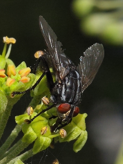 image-10791623-02GraueFFliegeQO2656-c9f0f.jpg?1603492161743