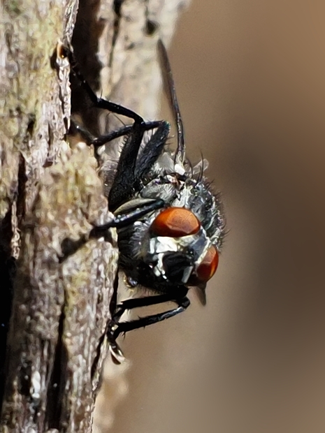 image-10791626-03GraueFl.FliegeT5625-9bf31.jpg?1603492216302