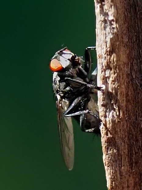 image-10791629-05GraueFl.FliegeU5861-e4da3.jpg?1603492300182