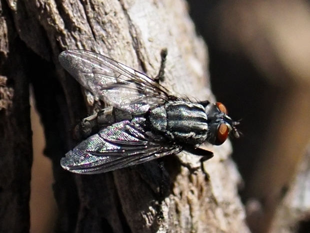 image-10791638-10GraueFl.Fliege5862-e4da3.jpg?1603492493924