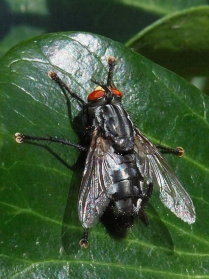 image-10791644-04GraueFFliegeQO2680-d3d94.jpg?1603492811987