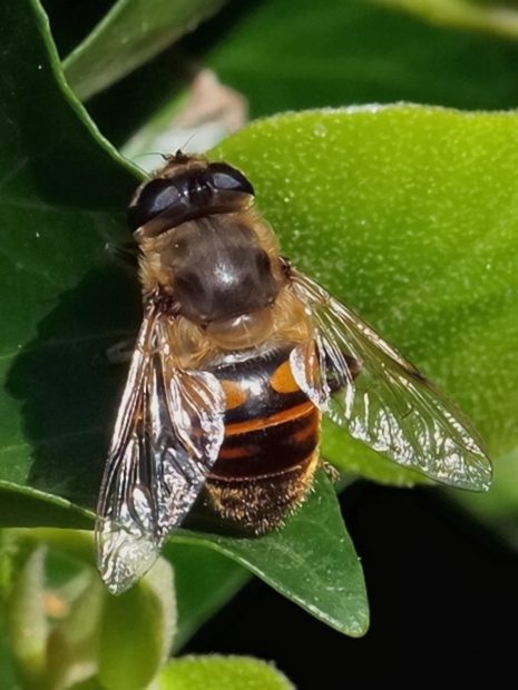 image-10792025-15MistbieneQO2686-e4da3.jpg?1603531066776