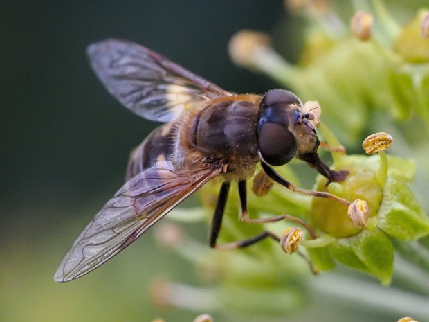 image-10799375-00MittlereKeilflM6198-9bf31.jpg?1603832478336