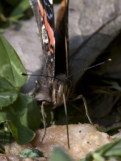 image-6852700-02Admiralc101063.jpg?1599597414408