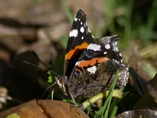 image-6852701-03Admirala1010436.jpg?1599597467578