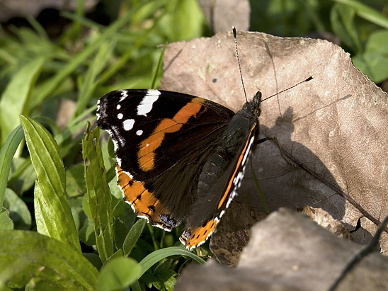 image-6852702-04Admiralc1010627.jpg?1599597523804