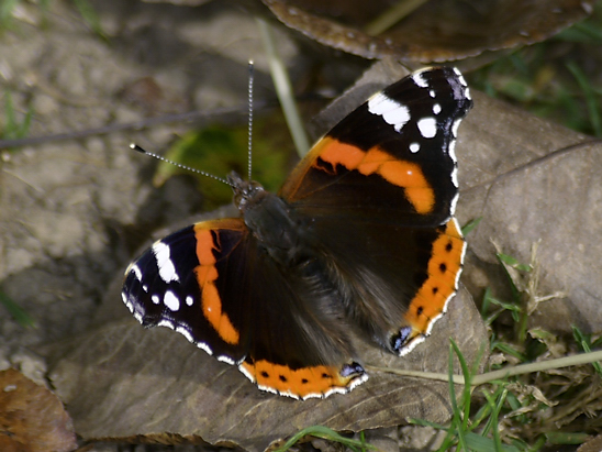 image-6852703-05Admiralb1010405.jpg?1599597574322