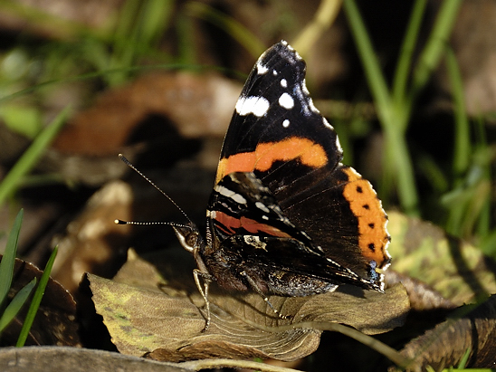 image-6852704-06Admirala3583.jpg?1599597622788