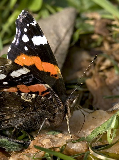 image-6852705-07Admiralc1010654.jpg?1599597668926