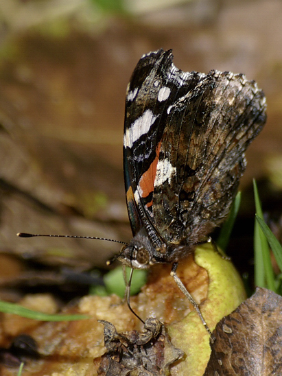 image-6852706-08Admirala101043.jpg?1599597725580