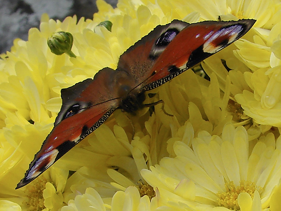 image-6852760-04Tagpafau3732.jpg?1600290936124