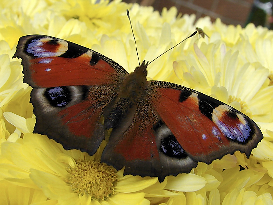 image-6852761-05Tagpafau3735.jpg?1600290982557