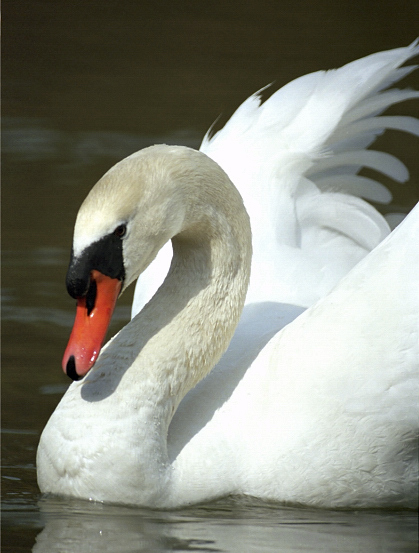 image-7470504-09Schwan2.jpg