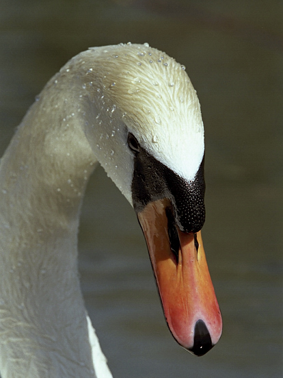 image-7470505-10Schwan5.jpg