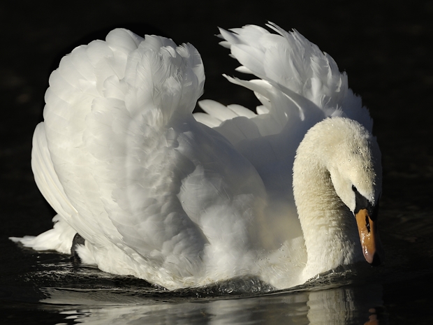 image-7470514-14Mute_swan.jpg