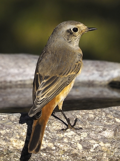 image-7498866-12Garden_redstart_8.jpg