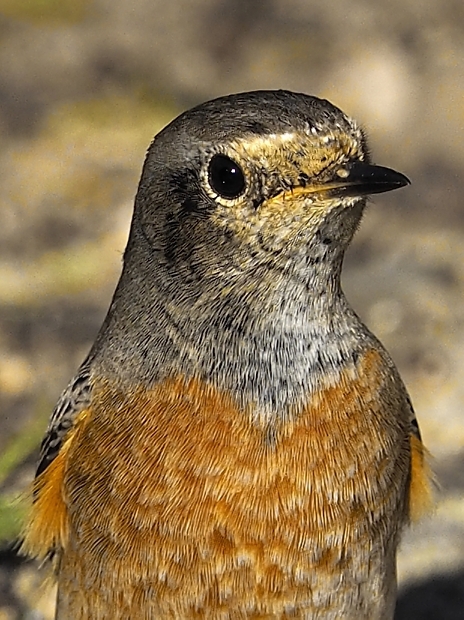 image-7498869-14Garden_redstart_11.jpg