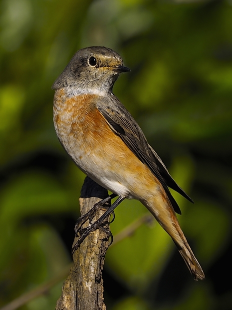 image-7498873-15Garden_redstart_6.jpg