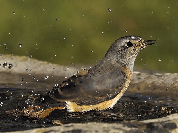 image-7498875-16Garden_redstart_9.jpg