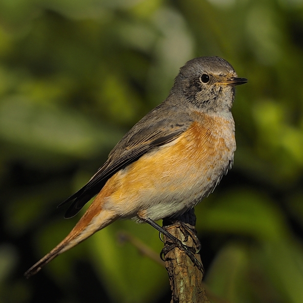 image-7498878-18Garden_redstart_13.jpg