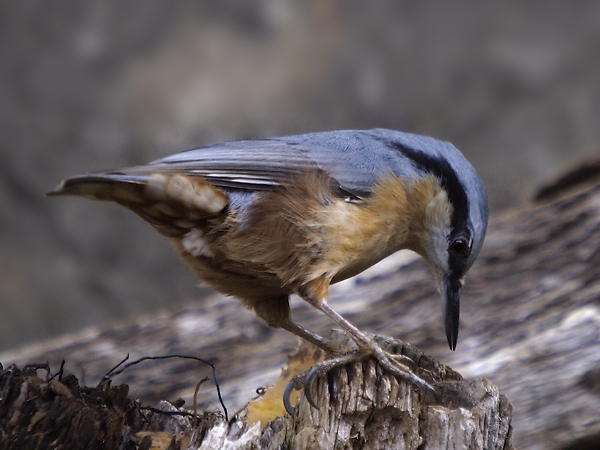image-7775856-16Nuthatch.jpg