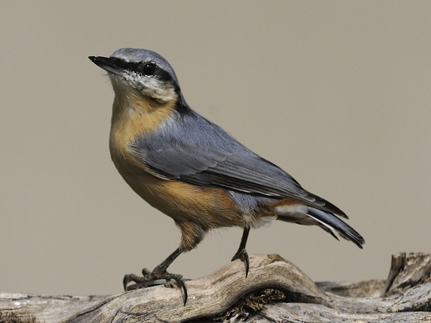 image-7775862-17Nuthatch.jpg