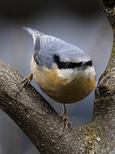 image-7775865-18Nuthatch.jpg