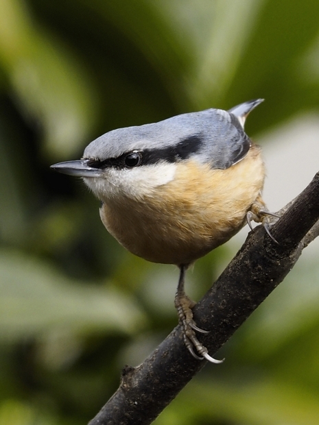 image-7775868-19Nuthatch.jpg
