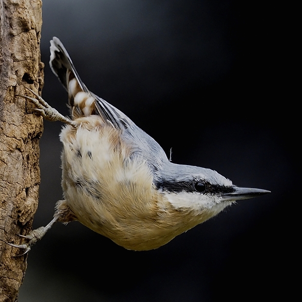image-7775880-23Nuthatch.jpg