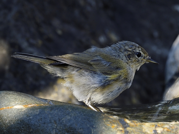 image-7798218-01Chiffchaff_17.jpg