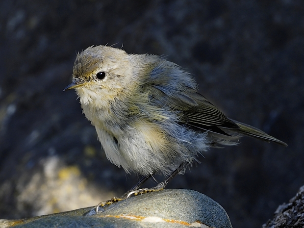 image-7798224-02Chiffchaff_16.jpg