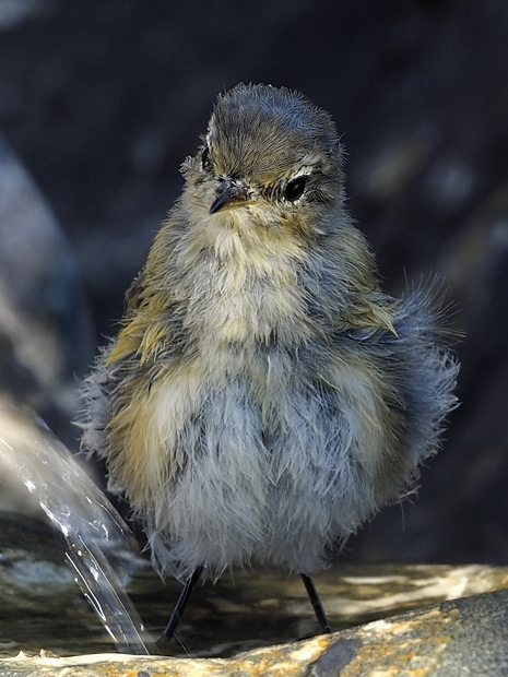 image-7798227-03Chiffchaff_19.jpg