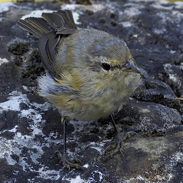 image-7798239-04Chiffchaff_20.w640.jpg