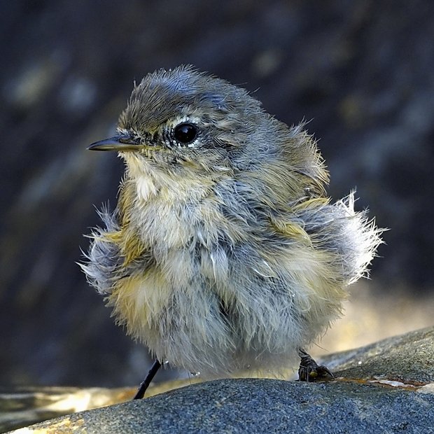 image-7798242-05Chiffchaff_18.w640.jpg