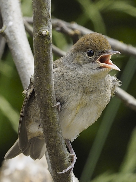 image-8017177-14Blackcap23.jpg