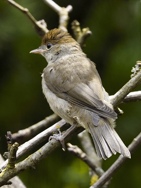 image-8017180-15Blackcap27.jpg