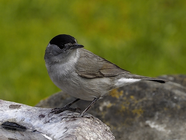 image-8017186-16Blackcap19.jpg