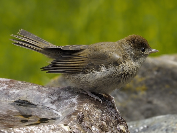 image-8017198-19Blackcap21.jpg