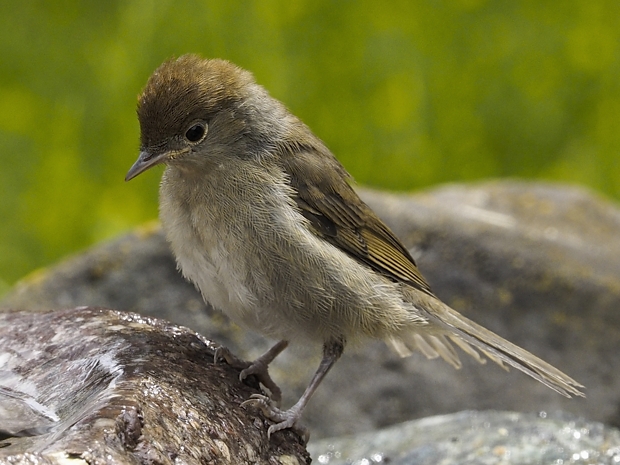 image-8017213-23Blackcap26.jpg