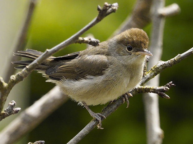image-8020423-24Blackcap29.jpg