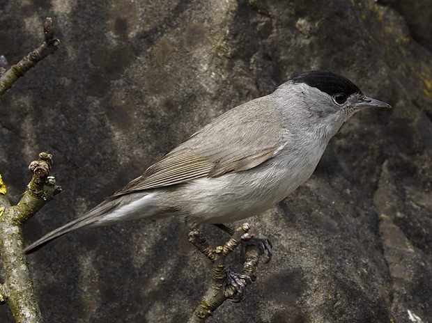 image-8020969-25Blackcap8.jpg