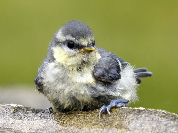 image-8166365-06Bluetitbath.jpg