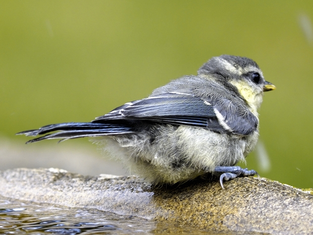 image-8166368-07Bluetitbath.jpg