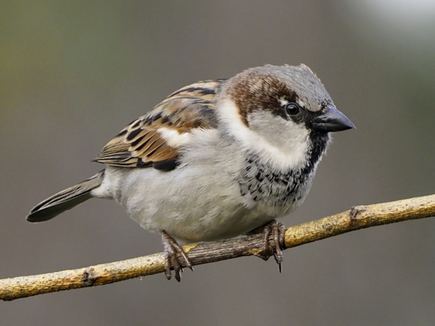 image-8248910-15Sparrow34.jpg