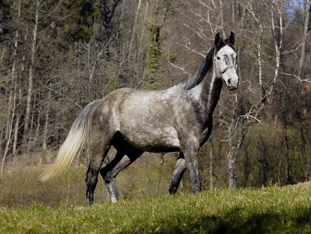 image-8607302-04Horse_1.jpg