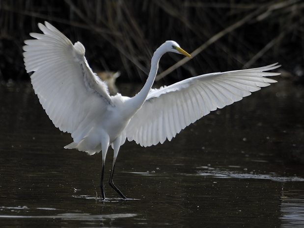 image-8681711-05Egret_13.jpg