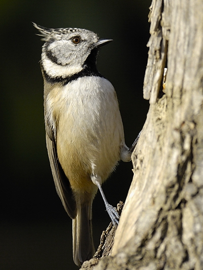 image-7456731-12Crested_tit.jpg