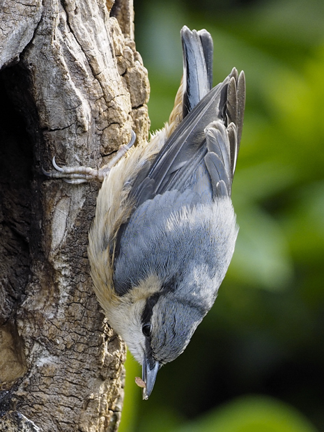 image-9074210-12Nuthatch40.jpg