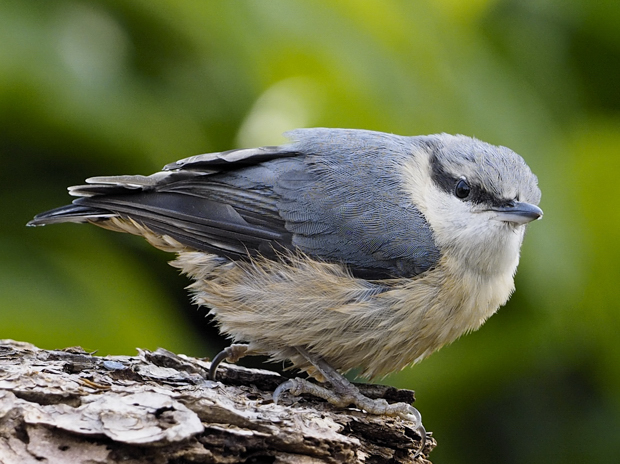 image-9074213-13Nuthatch38.jpg